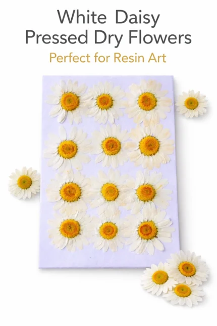 White Daisy Pressed Dry Flower for Resin Art