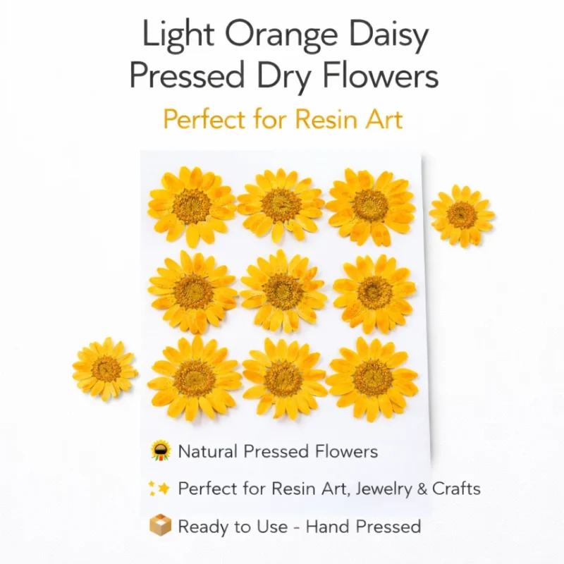 Light Orange Daisy Pressed Dry Flower for Resin Art