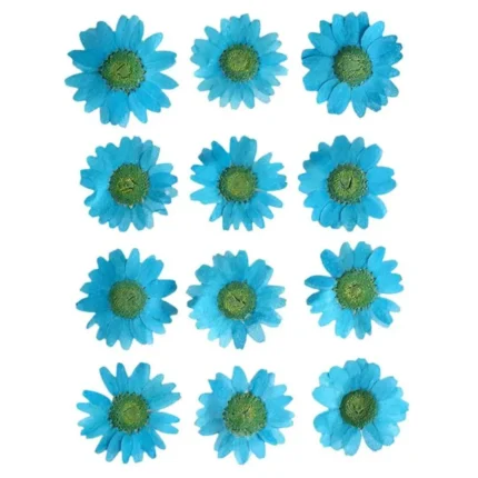 Firozi Daisy Pressed Dry Flower For Resin Art