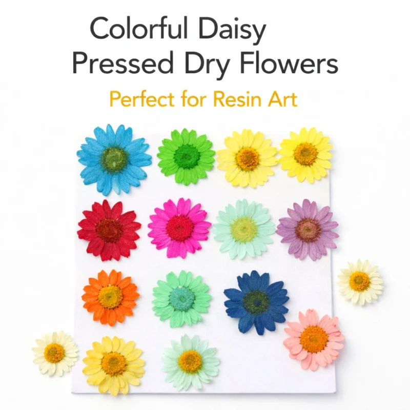 Multicolor Daisy Pressed Dry Flowers for Resin Art (Pack of 12)
